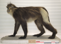 Le rôle de Monseigneur Félix Biet dans la collecte de spécimens au Tibet, l’exemple de la collection des mammifères au Muséum national d’Histoire naturelle